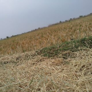 Immagine rappresentativa della crisi agricola in Italia a causa dei cambiamenti climatici