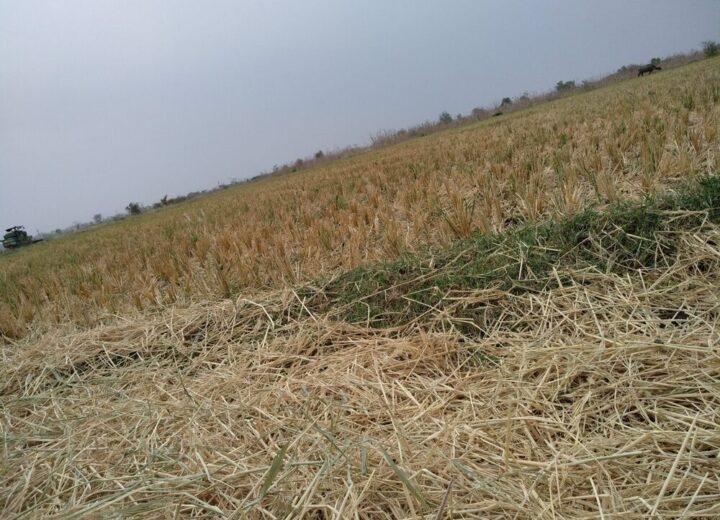 Immagine rappresentativa della crisi agricola in Italia a causa dei cambiamenti climatici