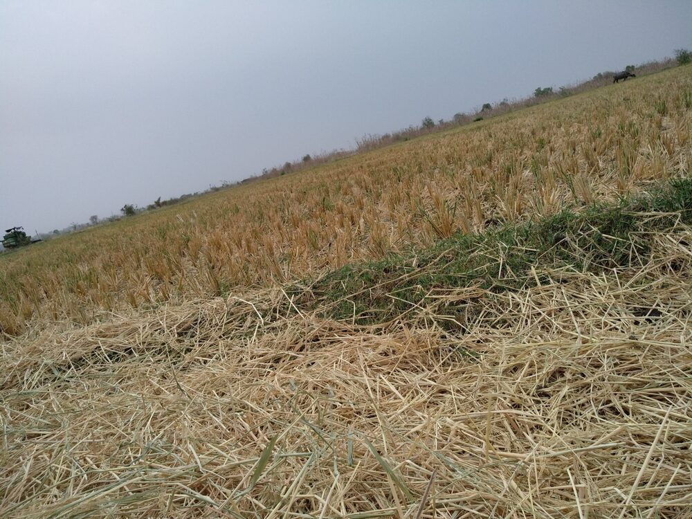 Immagine rappresentativa della crisi agricola in Italia a causa dei cambiamenti climatici