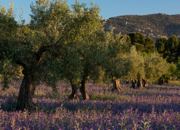 Giacenze di olio d'oliva in Italia
