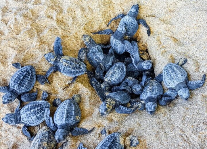 Nidi di Caretta caretta sulla spiaggia