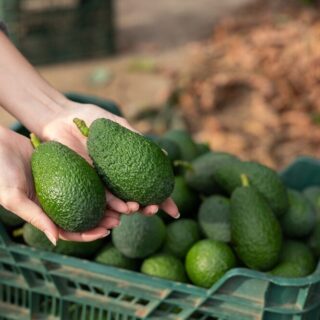 Campo di avocado in Sicilia