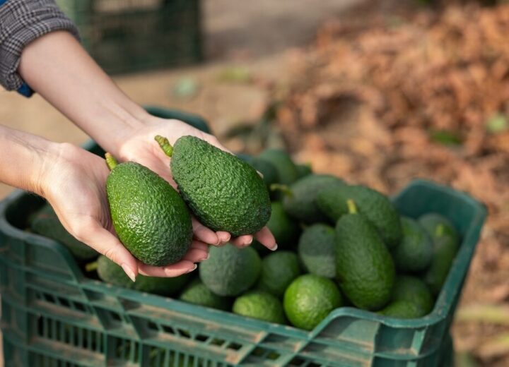 Campo di avocado in Sicilia