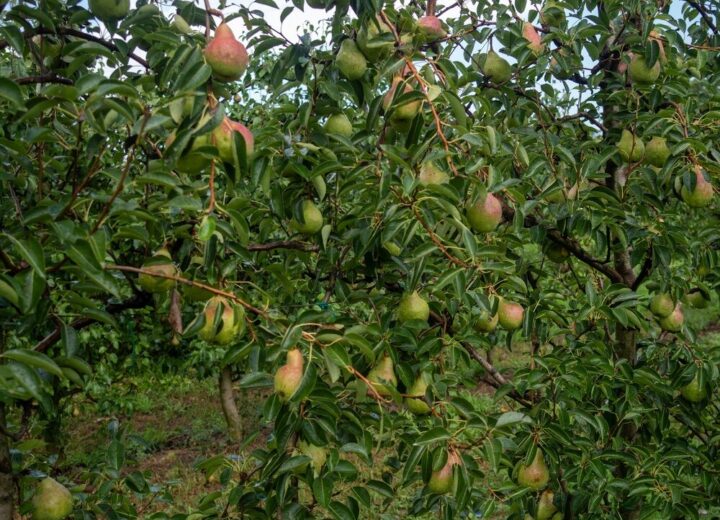 Pere italiane pronte per l'export